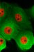 Examining Dynamics of Living Specimens Easily and Quickly