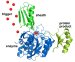 Biochemical 'On-Switch' Could Solve Protein Purification Challenge