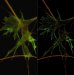 Carl Zeiss Introduces Barrier-Breaking Superresolution Microscope Systems