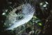 Advancing Toward New Generation of Biobased Adhesives and Glues