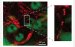 New Microscopic Technique for Seeing Molecules with Undetectable Fluorescence in Color