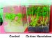 How Seeds Exposed to Carbon Nanotubes Sprouted Up to Two Times Faster