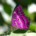 Groundbreaking Method to Replicate the Wings of Butterflies on a Nanometric Scale