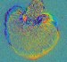 Scientists Decipher Mechanism that Illustrates How Mobile Cells Move on Diverse Surfaces