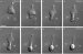 New Approach to Studying How Immune Cells Chase Down Bacteria in Our Bodies