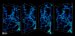 New Research Offers Clues to How Shells Grow in Nature