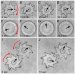 Scientists Discover Common Bacteria Can Turn Microgears When Suspended in Solution