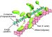 Researchers Develop New Nano Method for Transporting Therapeutic Genes into Cell Nuclei