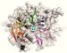 Single Atom Controls How Bacteria Walk