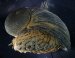 Unusual Snail Shell Could Be A Model for Better Armor