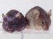 Copper-Free Click Chemistry Used in Mice