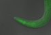 Internal On-Off "Switch" that Paralyzes Animals When Exposed UV Light