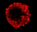Research Institute Receives NIH Grant to Study Cancer Stem Cells Using High Resolution Microscopy
