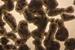 Nano3D Biosciences Tests New Technique to Grow 3-D Cell Cultures