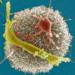 Newly Developed Carbon Nanotube Mat Helps to Observe Neurons Communication