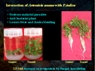Researchers Collaborate to Investigate Effects of Nanoparticles on Microorganisms