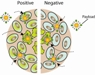 Positively Charged Nanoparticles Improve Drug Delivery into Tumor Cells