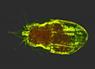 Ocean Explorers Discover New World of Microscopic Microbes