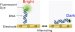 New Bio-Sensor Accurately Detects Proteins 100 Times Faster
