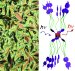 Photoluminescent Liquid Crystals Based on Metal Clusters