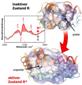 Biophysicists Study Changes in Proteins Using Infrared Spectroscopy Technique