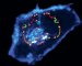 Scientists Discover How Cells Ensure Correct Distribution of Proteins Throughout their Interior