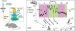Specialized Fluorescent Protein to Visualize Electrical Activity in Neurons