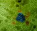 Team Convince Platinum and Gold Particles to Come Together and Form Nanocatalysts