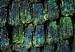 Scientists Mimic Colors of Butterflies’ Wings Using Nanofabrication