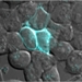 New Technique to Label Protein Molecules Inside Cells