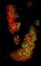 New Biosensor to Monitor c-di-GMP Levels Inside Single Bacteria Cell