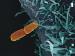 Bacterial Study May Help Develop New and Effective Drugs for Infections