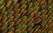 Crystal Nanostructures Giving Butterflies Their Color