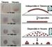 New Fabrication Process to Create Monolayers of Gold Nanoparticles
