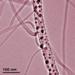 New Method to Synthesize Organic Nanowires