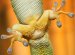 Reproduce Properties Found in Gecko's Footpad