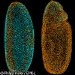 New Microscope Captures Amazing Images of Animal Development