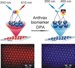 Nanotechnologists Develop New Sensor to Detect Anthrax Spores