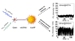Gold-Linked Quantum Dots Enhance Photoluminescence