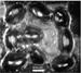 Researchers Create Macroscale Molds Using Arrays of Insect Corneas