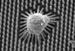 Researchers Examine Stem Cell Dynamics Using Fluorescent Microscope