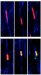 Scientists Identify Molecular Mechanism that Maintains Important Feature of  Spindle