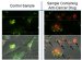Innovative Method Enabling Nanomachines to Release Drugs Inside Living Cancer Cells