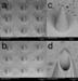 New Microneedles Can Deliver Quantum Dots into Skin