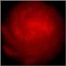 New Biophysical Model System Helps to Study Flock Patterns at Nanoscale