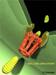 New Microscope Provides High Resolution Images of Living Cells