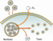 Cellular Intake of Cloaked Gold Nanoparticles into the Tumor Site