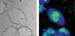 B-CARS Chemical Imaging Technique Enables Wider Use of Vibrational Spectroscopy