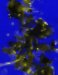 First Step Toward Electronically Interfacing Microbes with Inorganic Materials