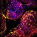 Scientists Highlight Innovative Technique for Studying 3-D Cell Cultures